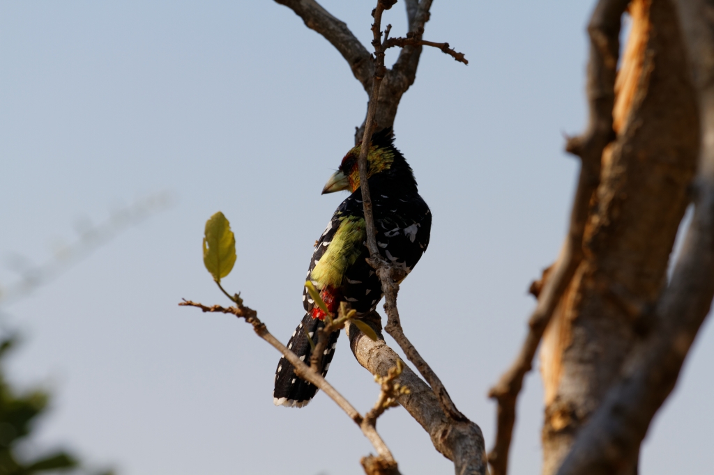 08 - Kruger NP (58)-Barbican Promepic.jpg